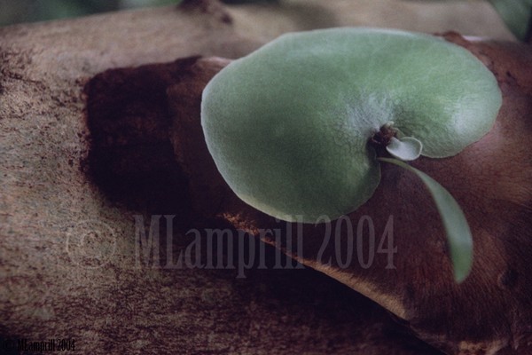 5-Botanic gardens, Amsterdam 2004
