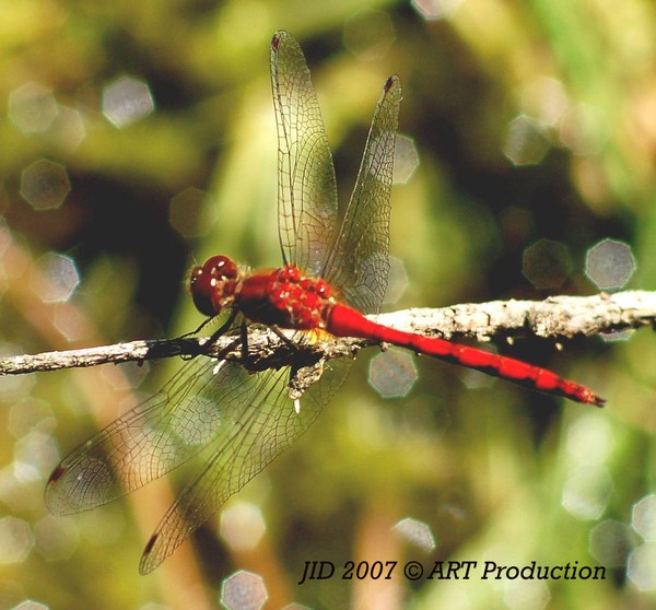 Red Dragon