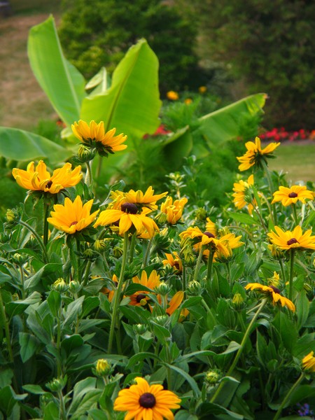 Sunflowers