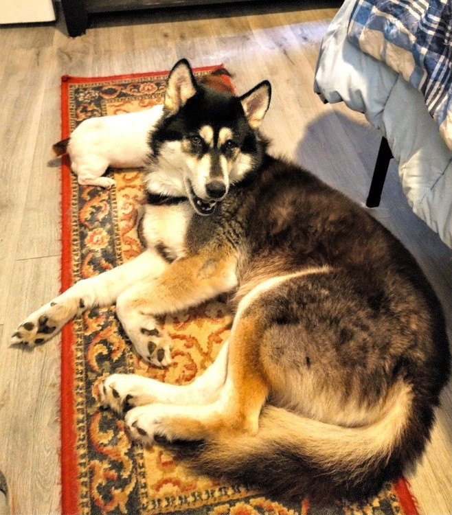 Polo the Wolfdog