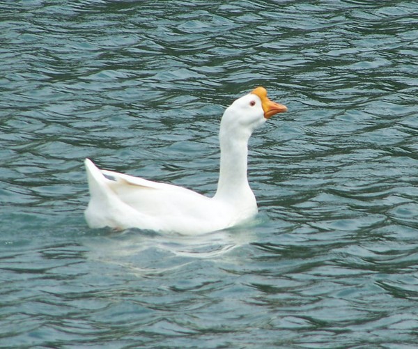 Goose