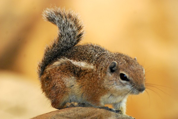 Ground Squirel