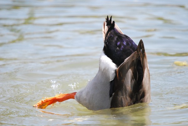 Duck Butt