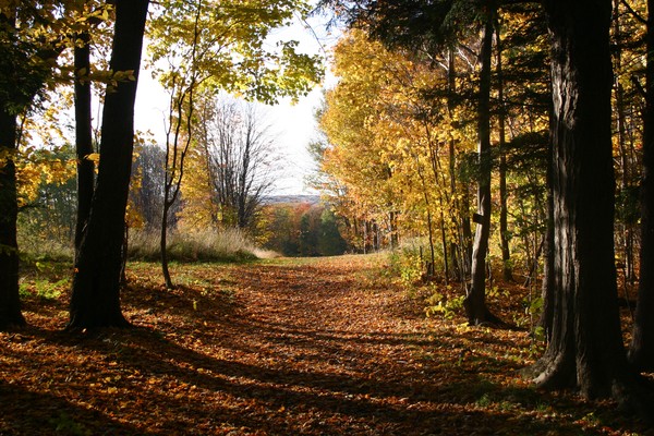 A Walk in the Woods