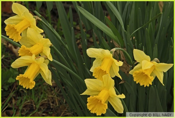 6 DAFFODILS