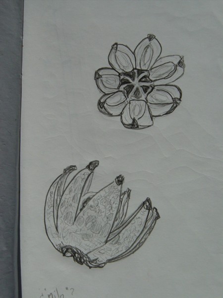 Seedpod