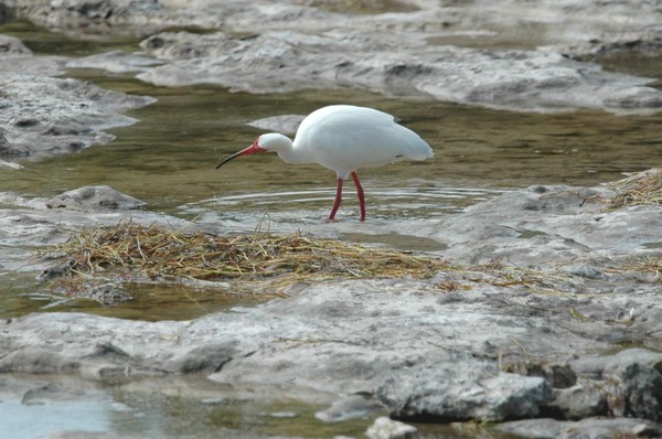 White Ibus
