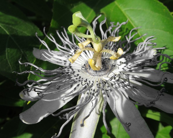Passion Flower