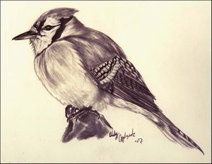 Blue Jay