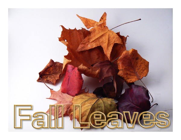 Fall Leaves