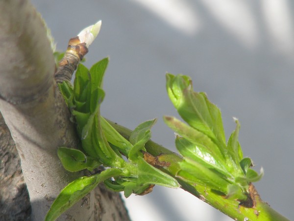..MORE PURE GROWTH...