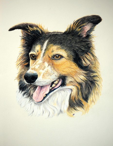 Sky - Rough Collie