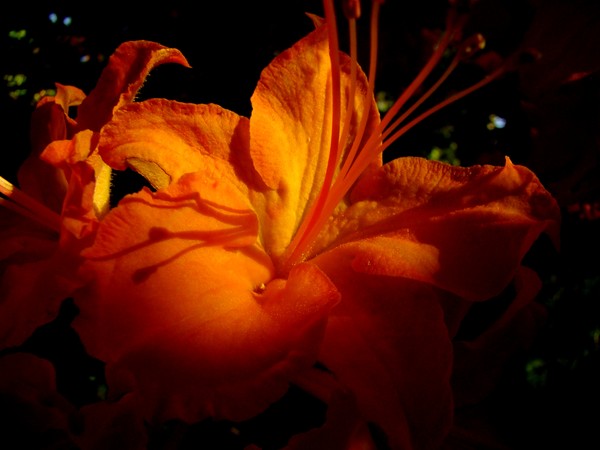 Flame Azalea 2