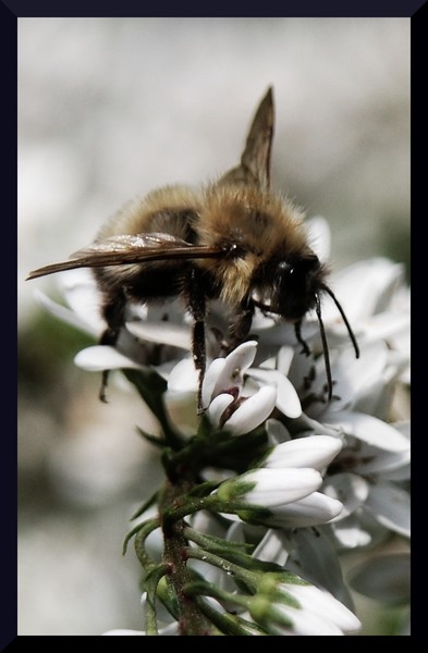Bee I