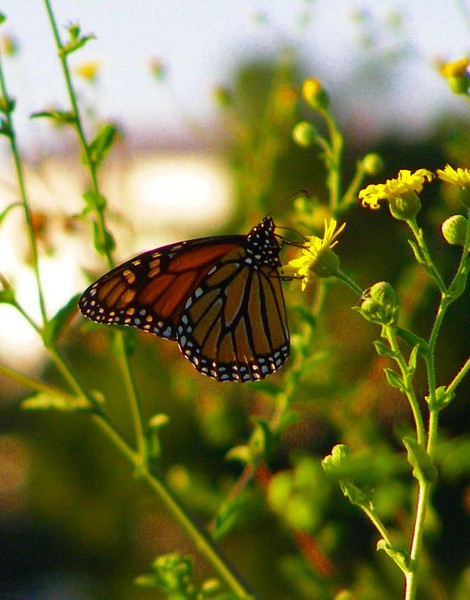 Butterfly