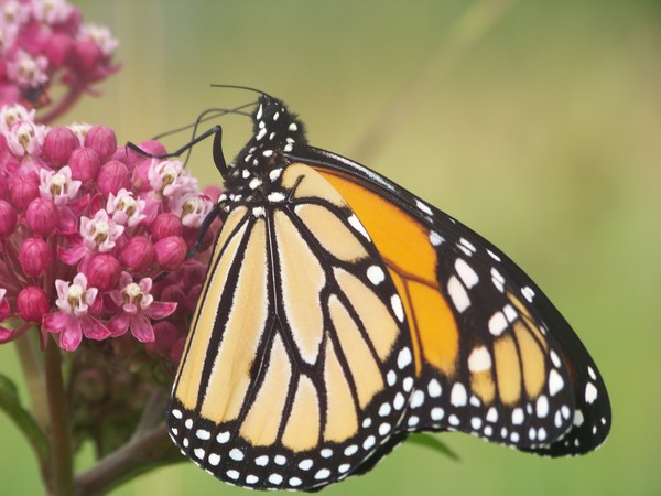 Monarch