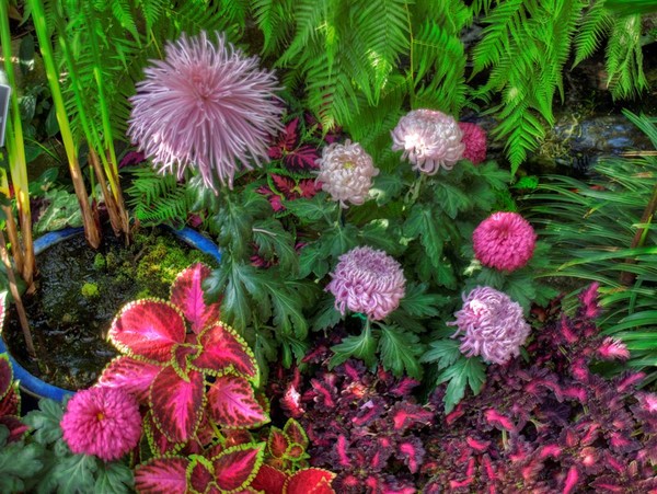 Coleus & da Mums
