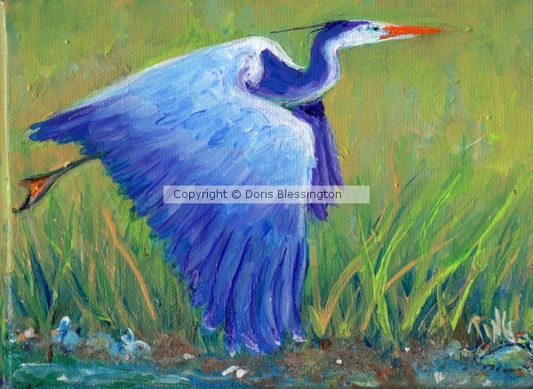 Great Blue Heron Mini series #2