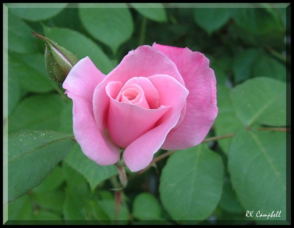 The Rose