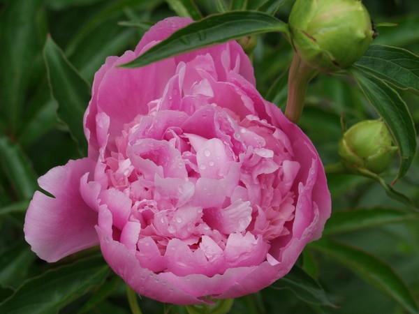 Pink Peony