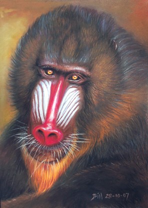 Baboon