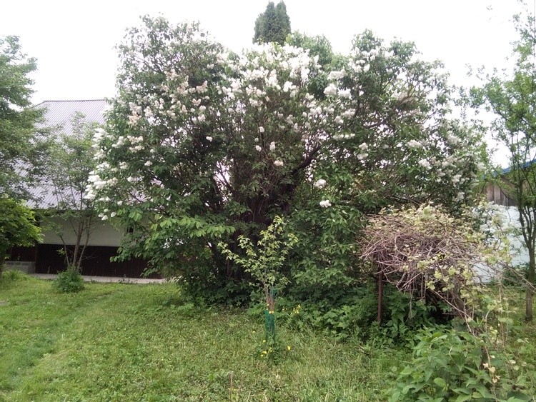IMG 20210529 161145