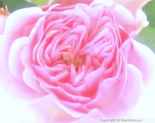 Dreamy Pink