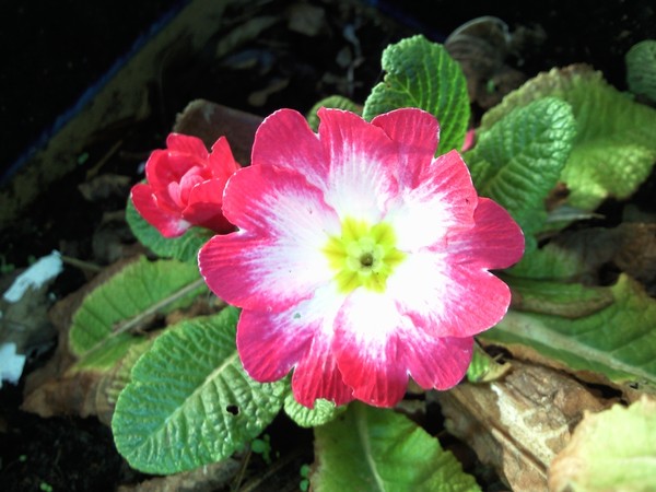 FLOWER