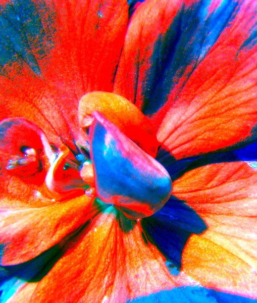 Geranium abstract