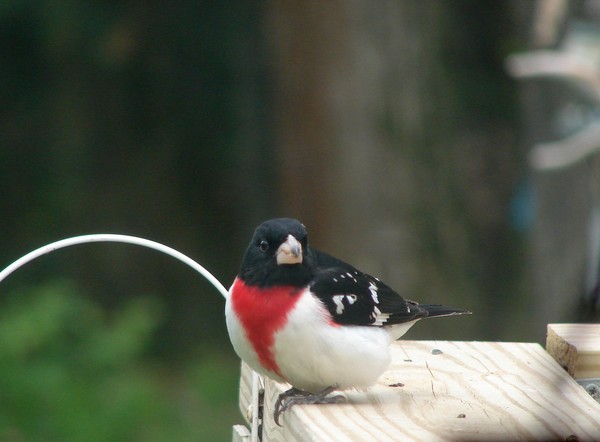 Rose Breasted Grosbeak