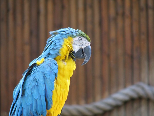 Beautiful Blue