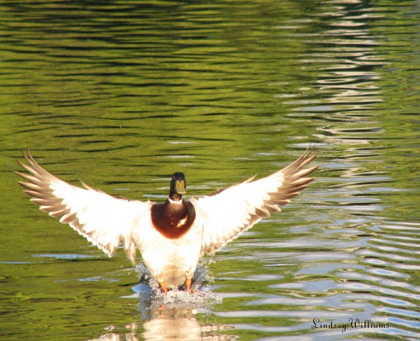 Coming in for a landing