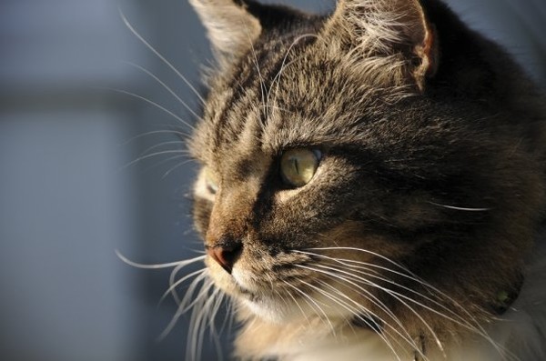 cat