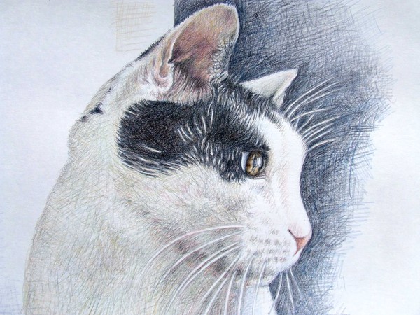 Tomcat Lucky