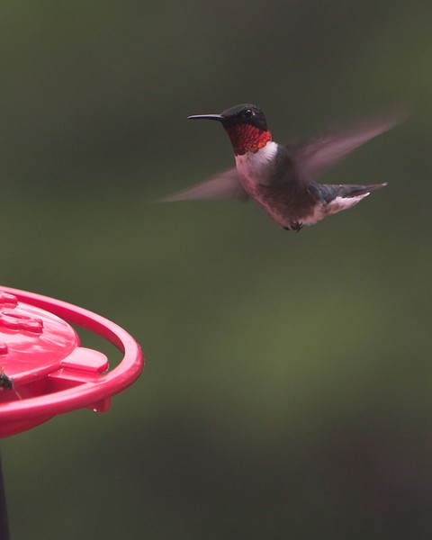 Hummer