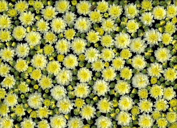 Blossoms