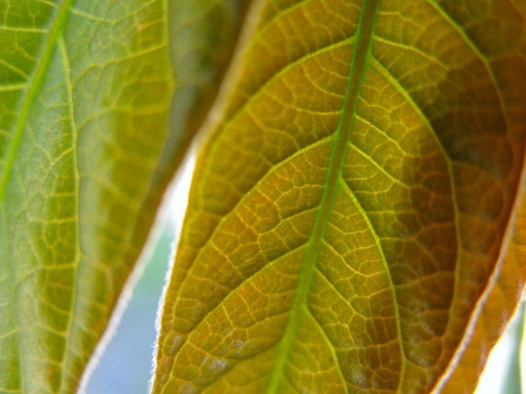 Interesting Leaves