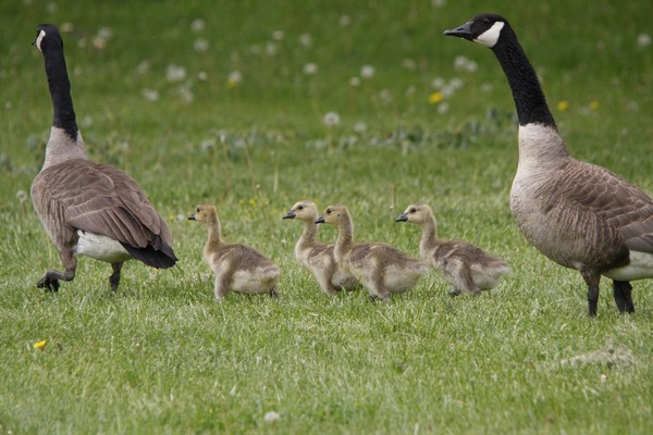 Family on the move.