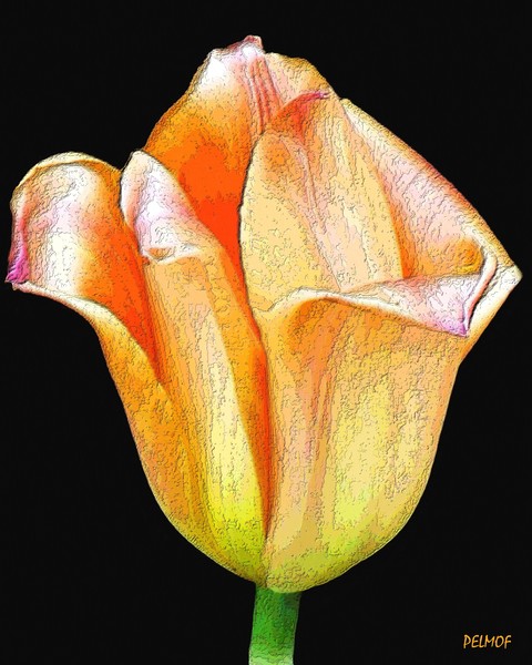 Orange Tulip Portrait