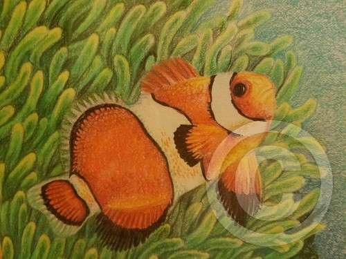 Clown Fish