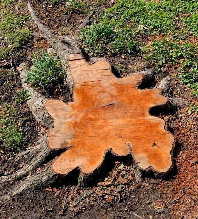 Tree stump