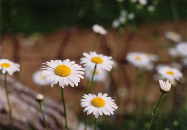 Daisies