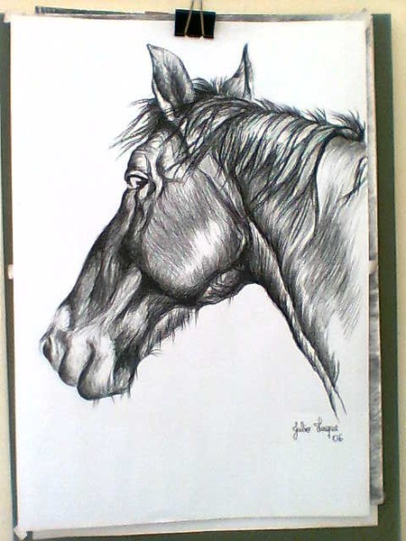 caballo 19