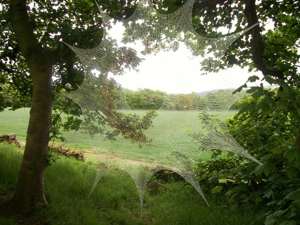 Web