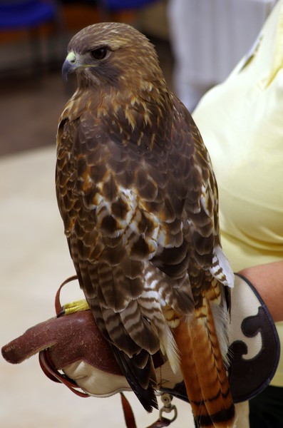 Redtail