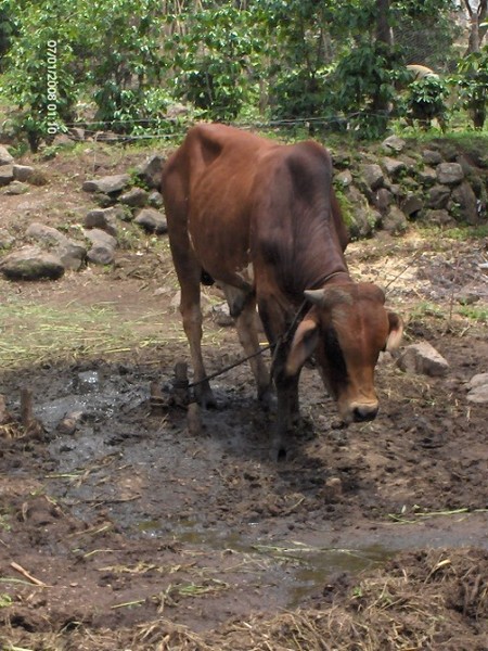 BULL IN GUATEMALA