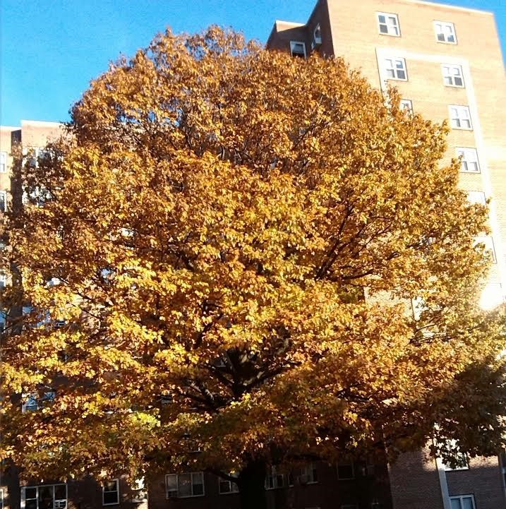 Full Autumn Tree