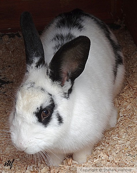 easter bunny
