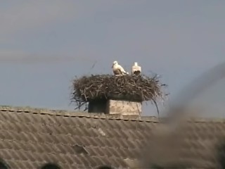 Storks