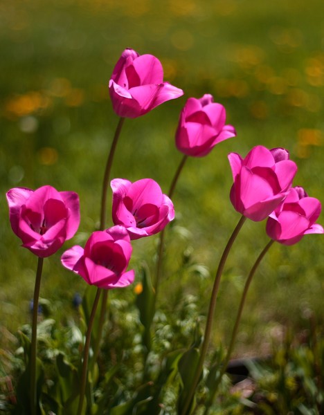 Pink Tulips
